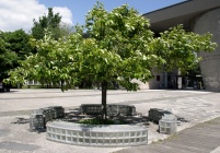 Autour d'un arbre (Jean-Luc Vilmouth)